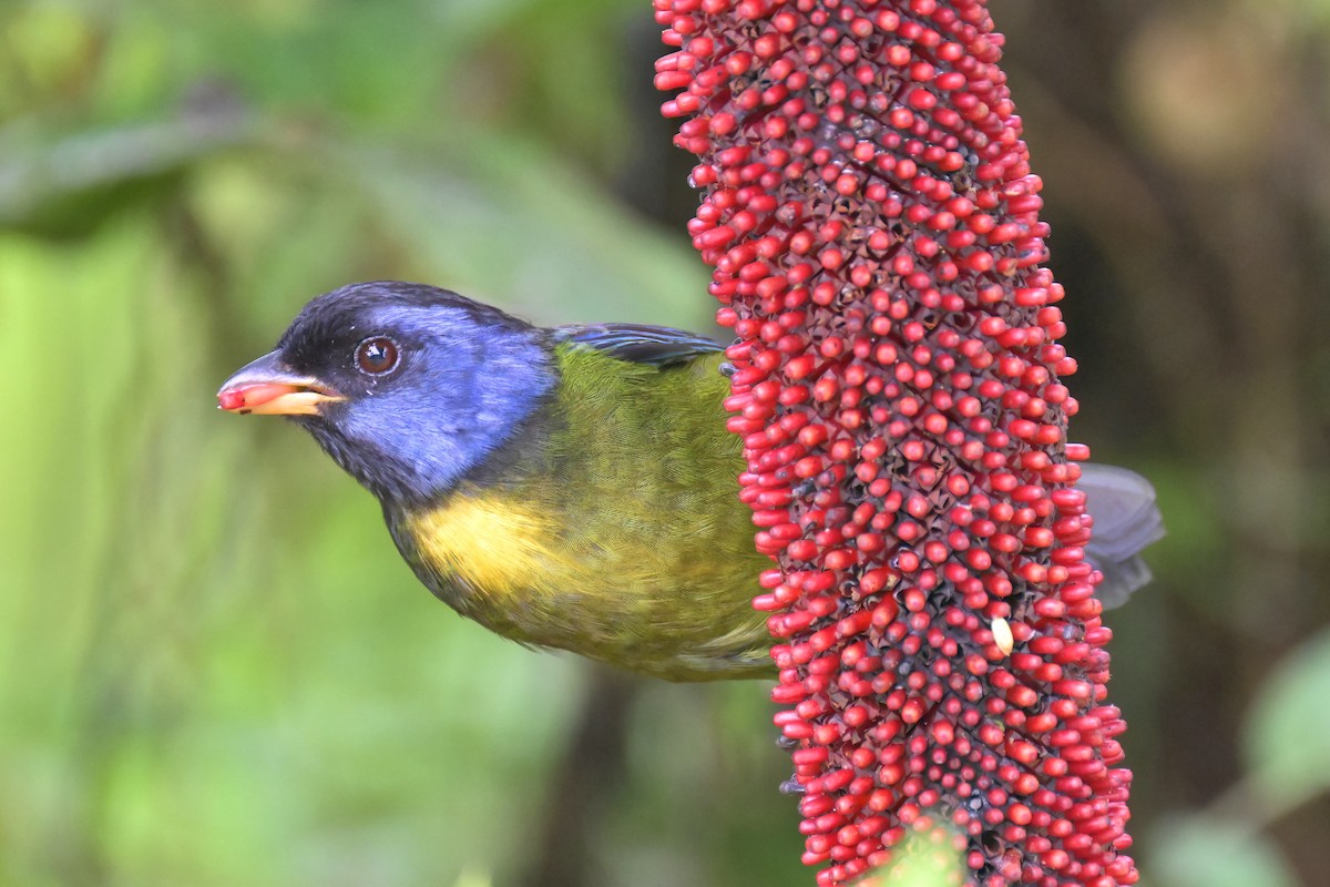 Moss-backed Tanager - Guy Lafond