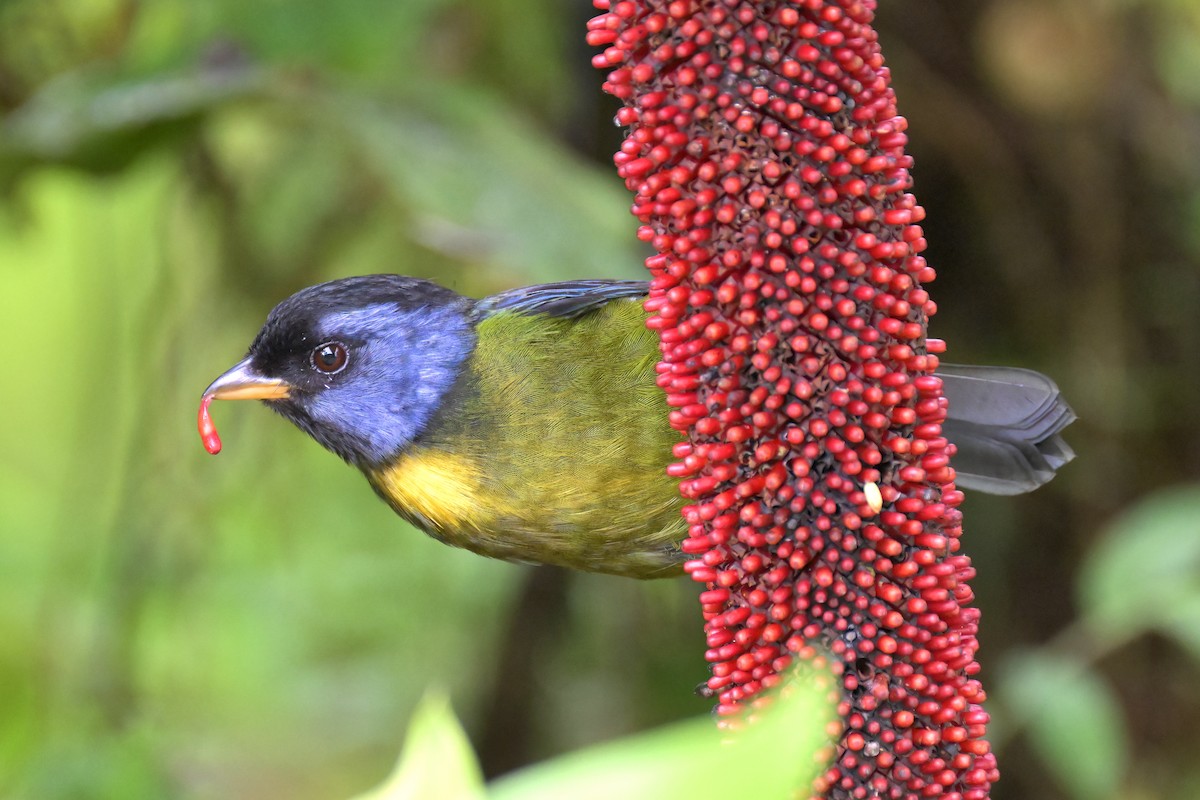 Moss-backed Tanager - Guy Lafond