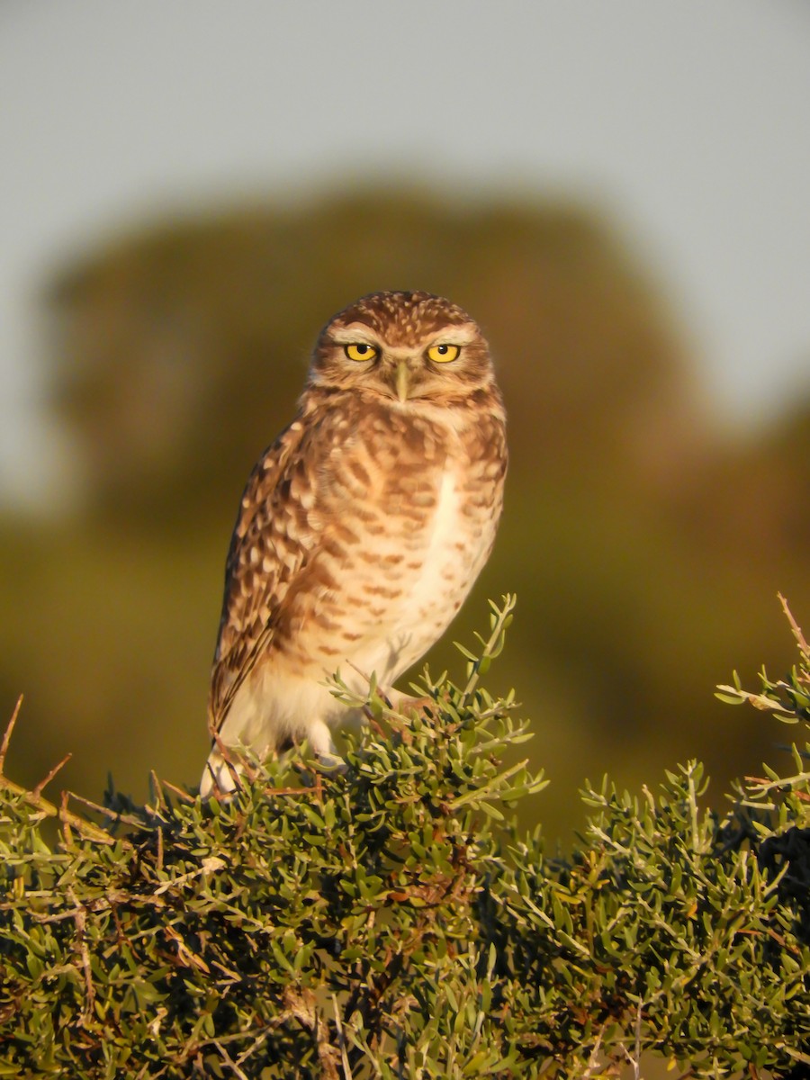 Burrowing Owl - ML617624553