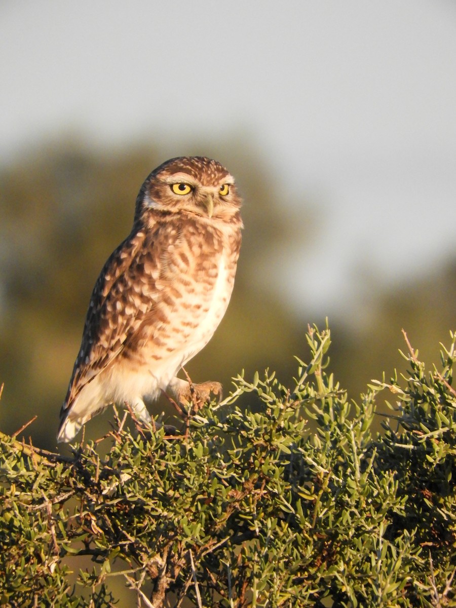 Burrowing Owl - Leonardo Zoat