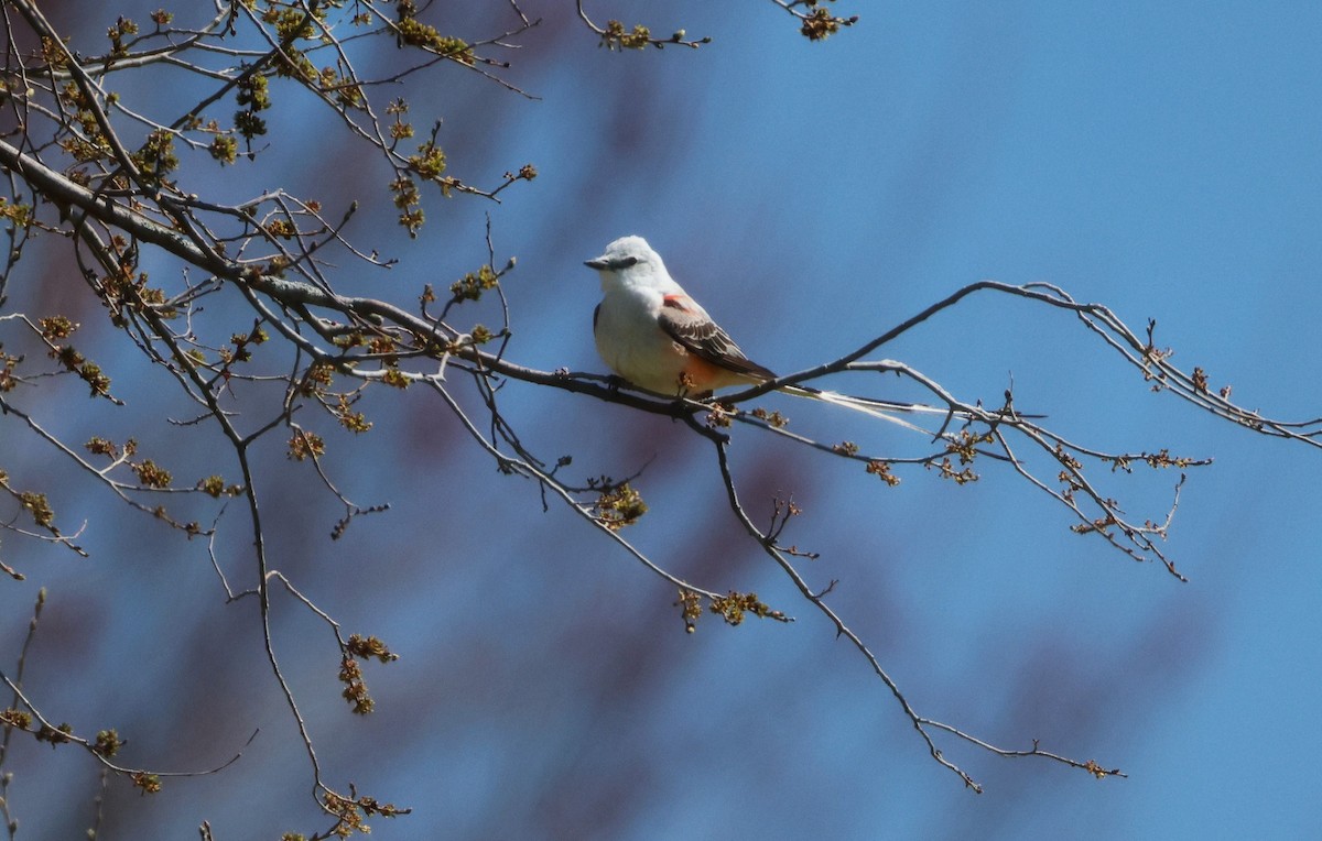 Scissor-tailed Flycatcher - Colette and Kris Jungbluth