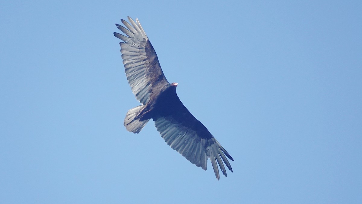 Turkey Vulture - ML617624668