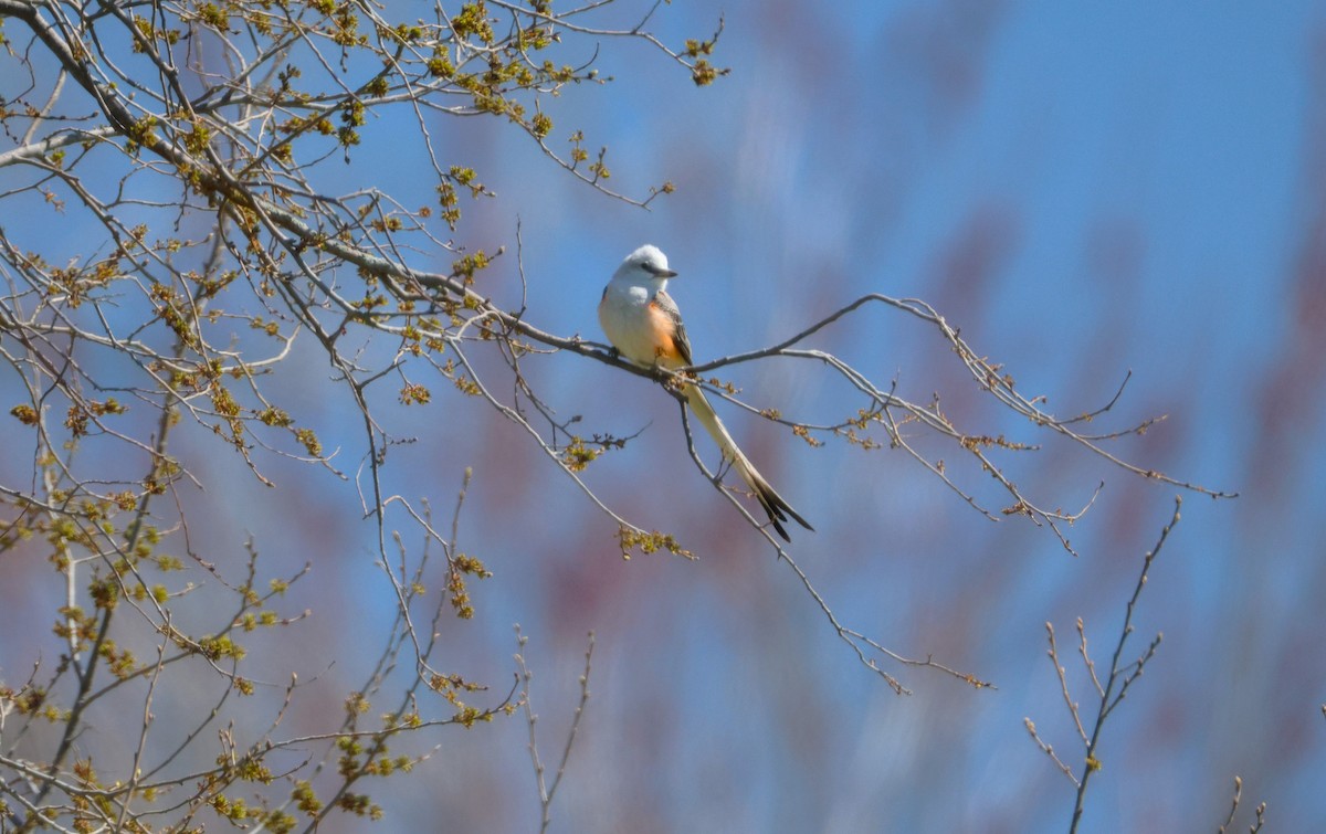 Scissor-tailed Flycatcher - Colette and Kris Jungbluth