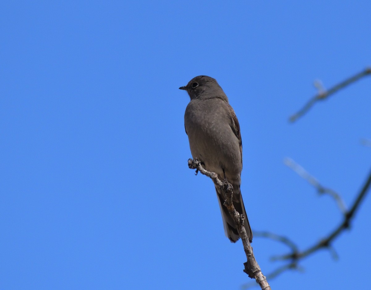 Townsend's Solitaire - ML617624694