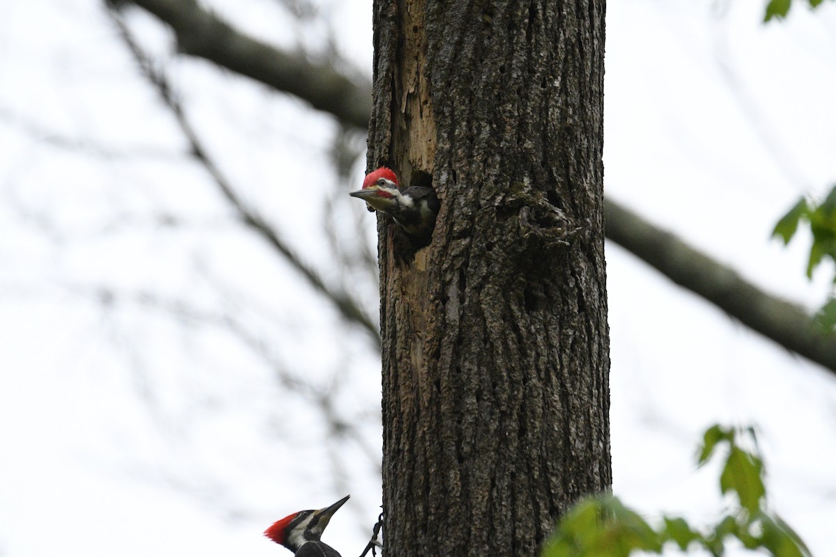 Pileated Woodpecker - ML617624745