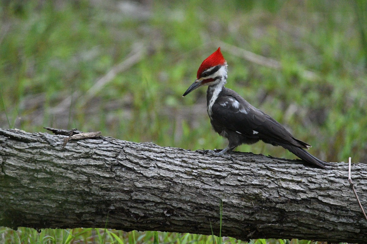 Pileated Woodpecker - Kevin Roback