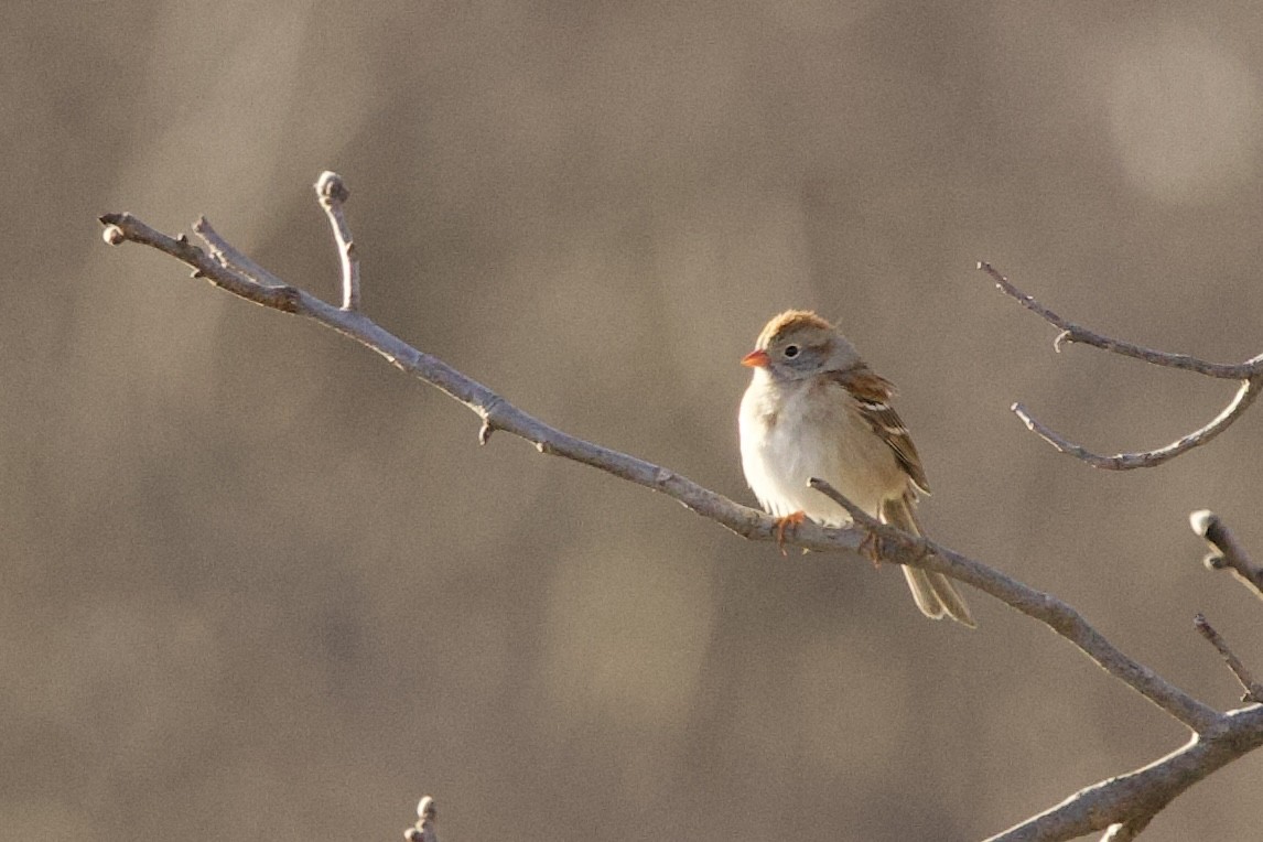 Field Sparrow - ML617624757