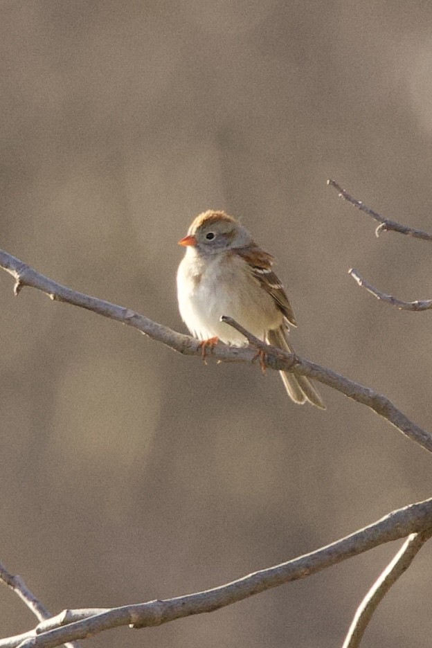 Field Sparrow - ML617624758