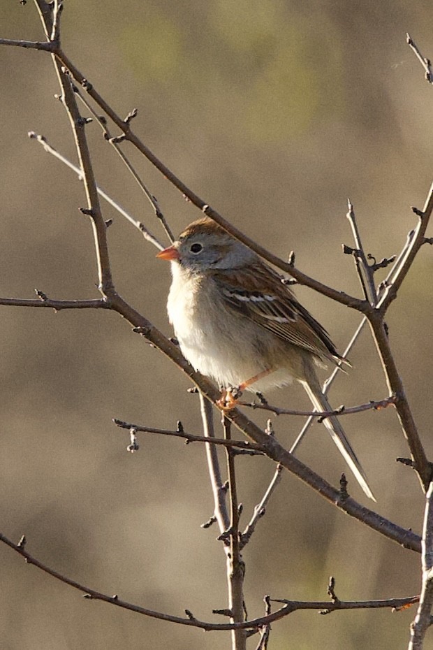 Field Sparrow - ML617624759