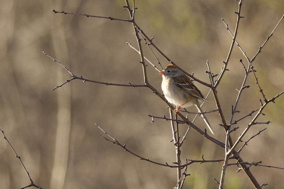 Field Sparrow - ML617624762