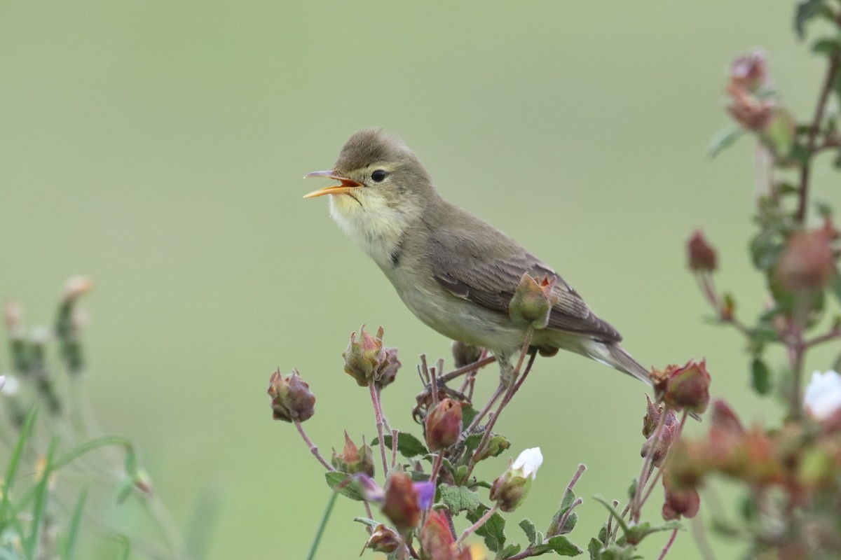 Melodious Warbler - ML617624771