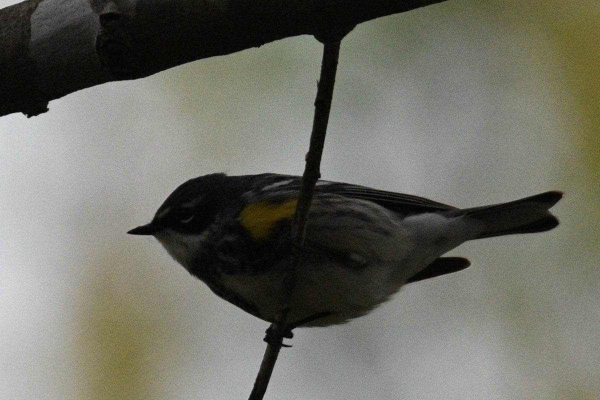 Yellow-rumped Warbler - Kevin Roback