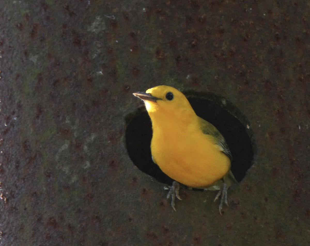 Prothonotary Warbler - ML617624866