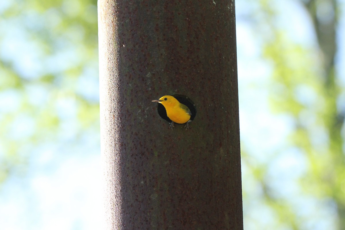 Prothonotary Warbler - ML617624868