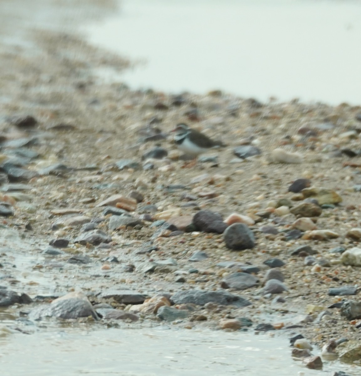 Three-banded Plover - ML617624871