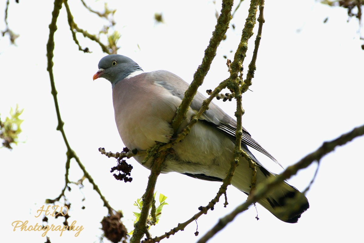 Common Wood-Pigeon (White-necked) - ML617624873