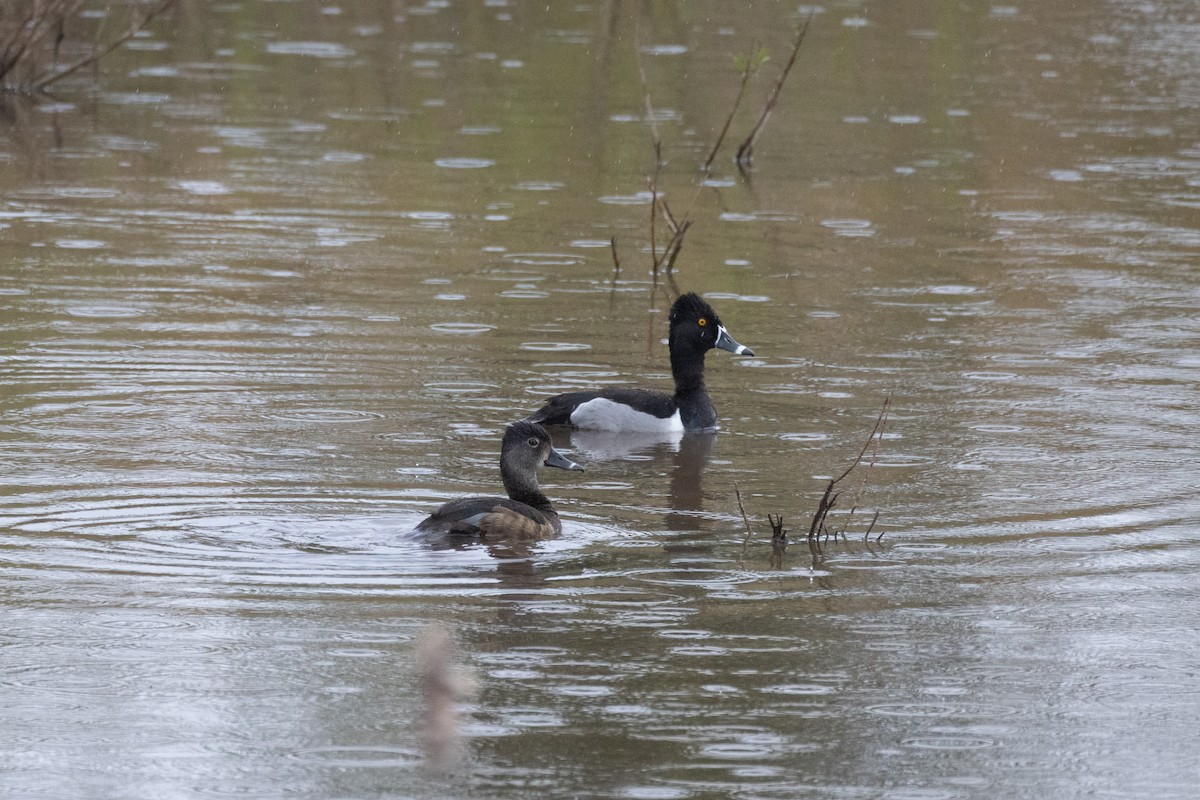 Ring-necked Duck - Andy Wilson