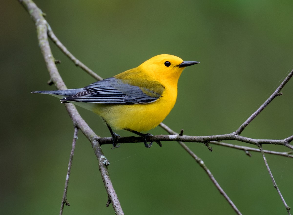Prothonotary Warbler - ML617624942