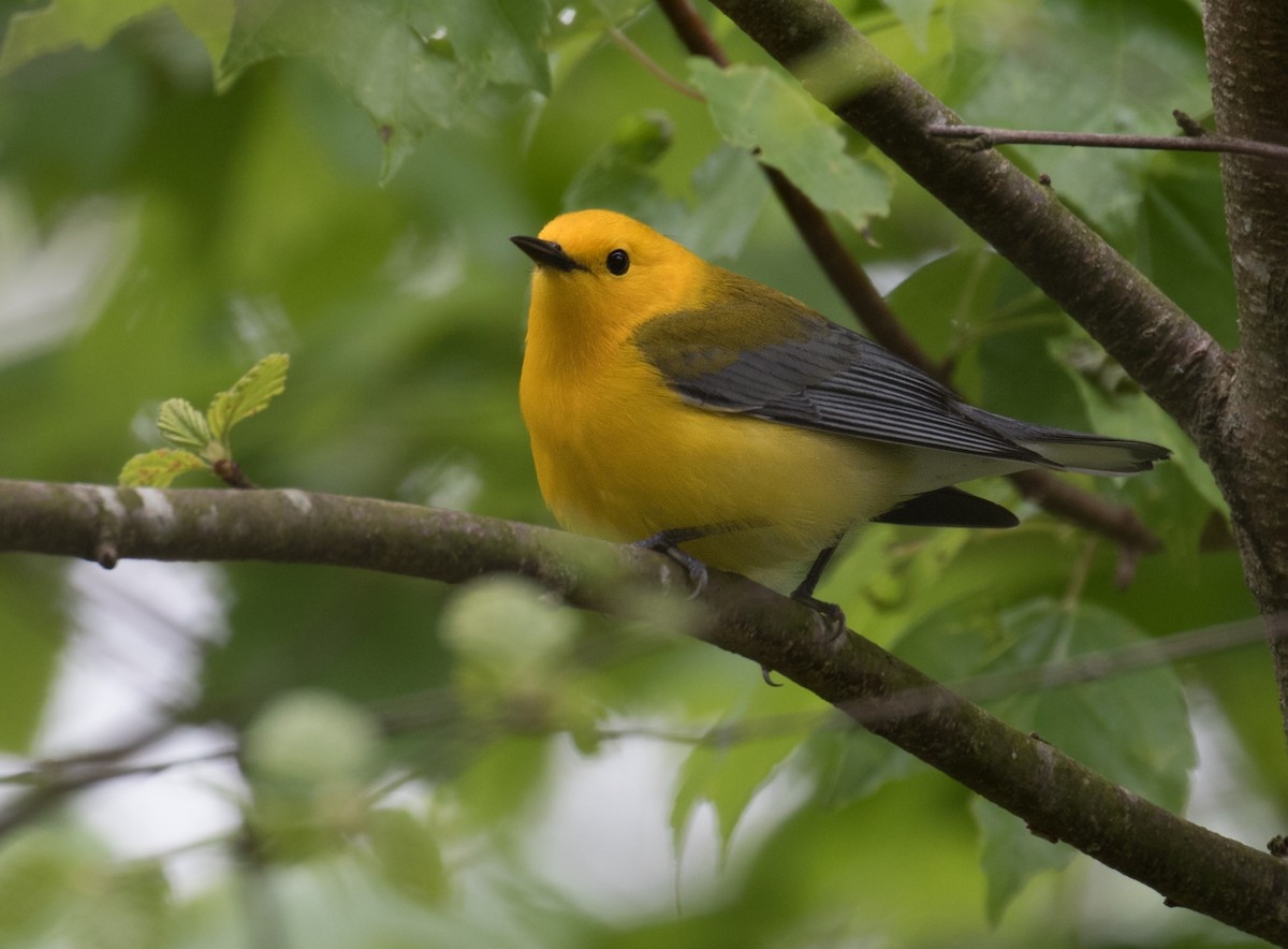 Prothonotary Warbler - ML617624943