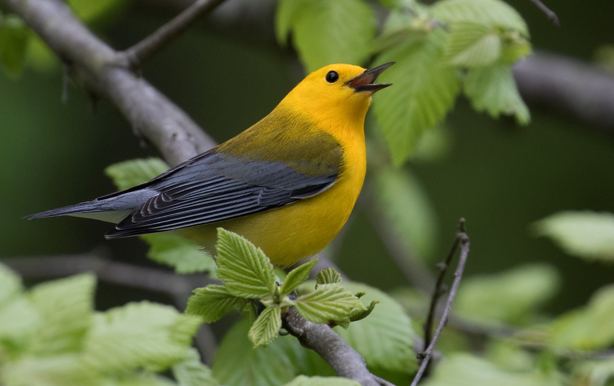 Prothonotary Warbler - ML617624944
