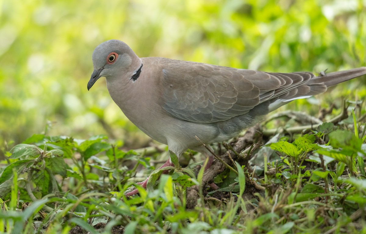 Mourning Collared-Dove - ML617624965