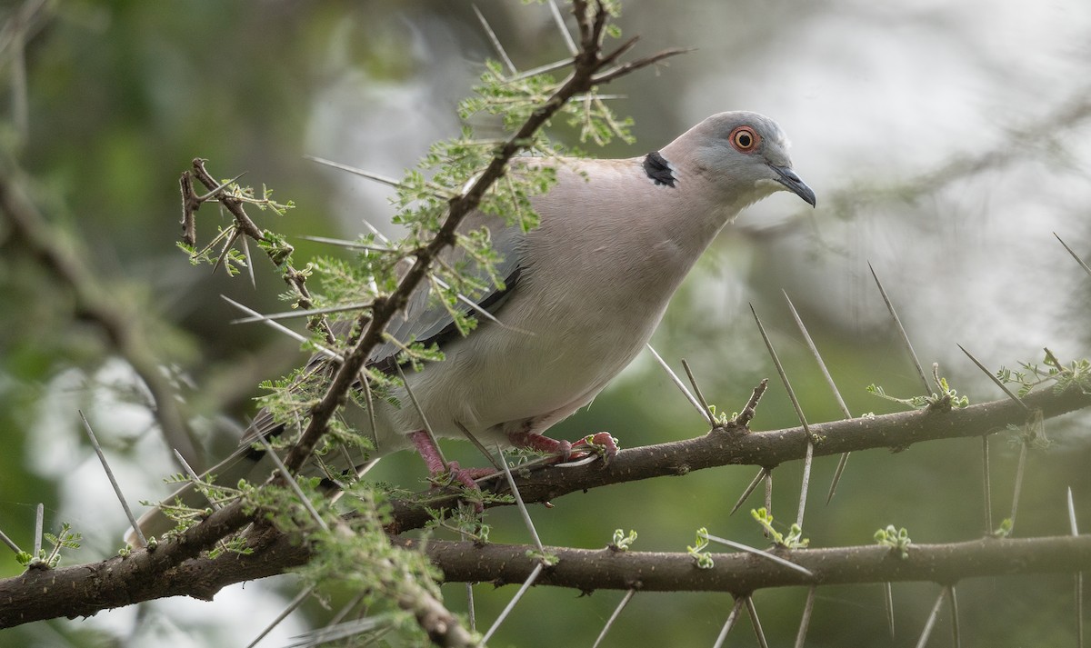 Mourning Collared-Dove - ML617624966