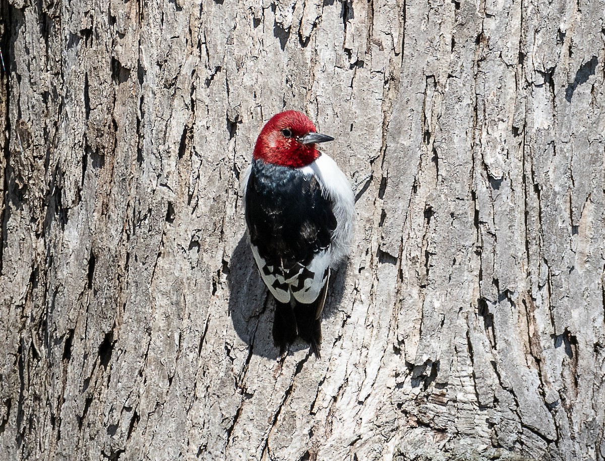 Red-headed Woodpecker - ML617625051