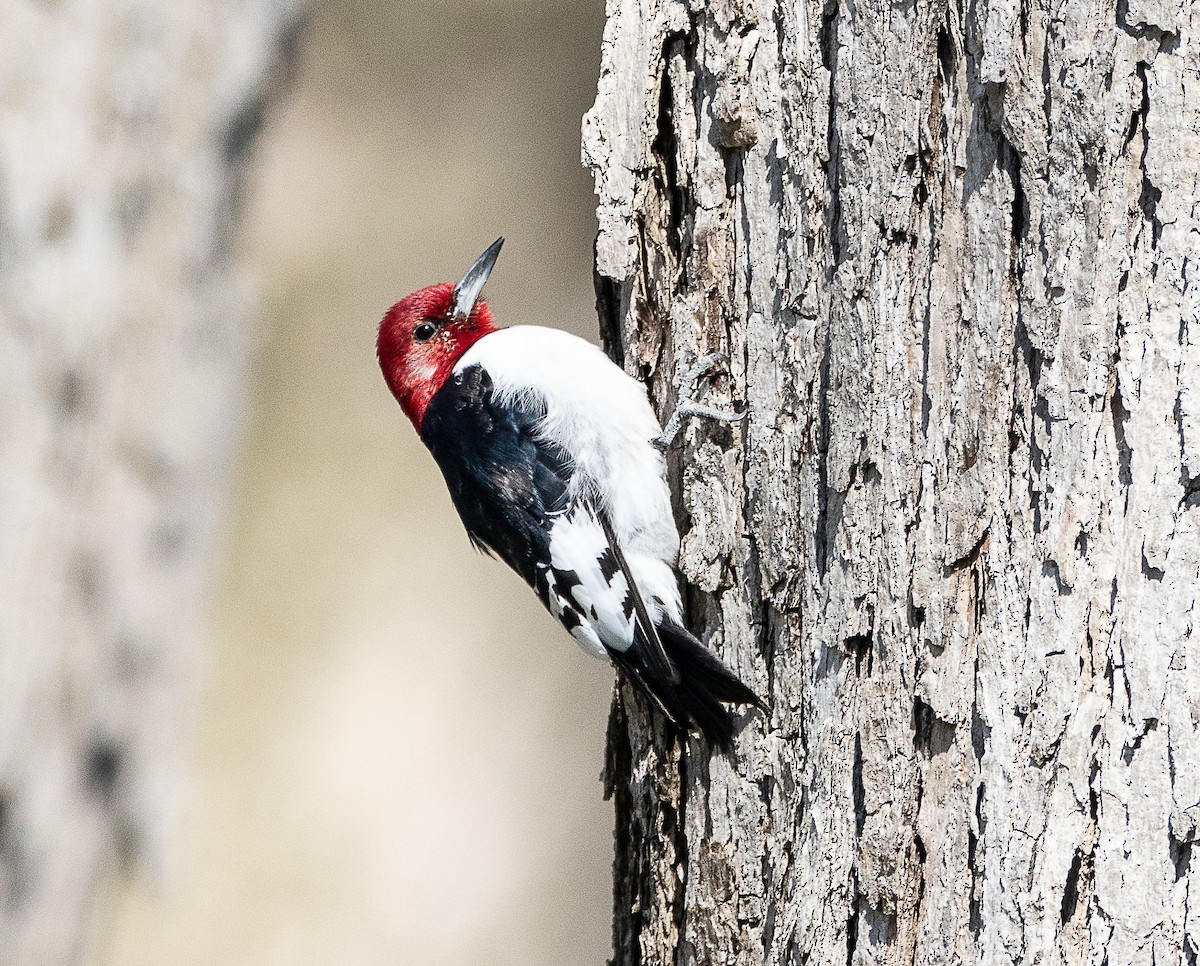 Red-headed Woodpecker - ML617625052