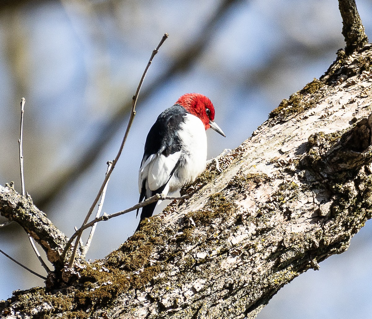 Red-headed Woodpecker - ML617625053