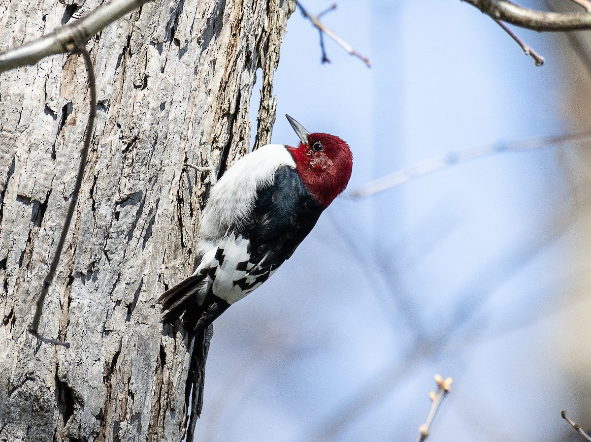 Red-headed Woodpecker - ML617625054