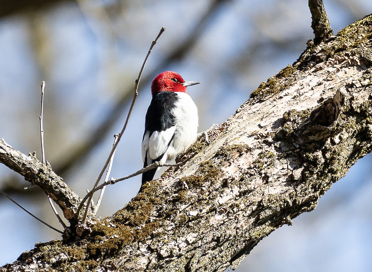 Red-headed Woodpecker - ML617625055