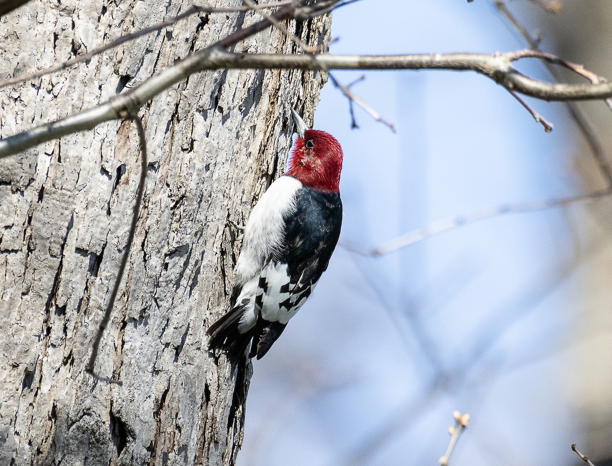 Red-headed Woodpecker - ML617625056