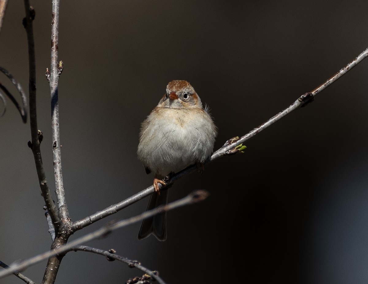 Field Sparrow - ML617625110