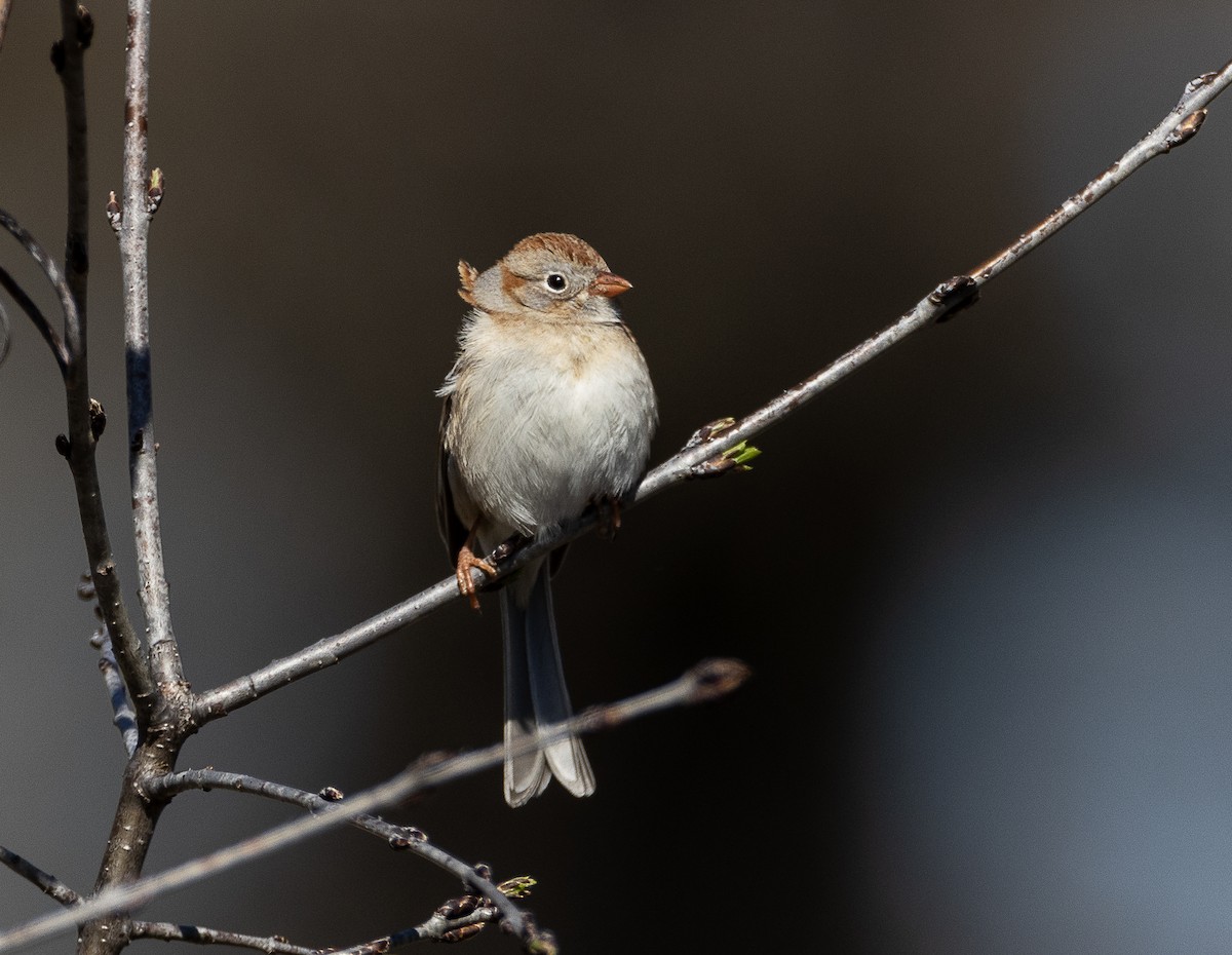 Field Sparrow - ML617625111