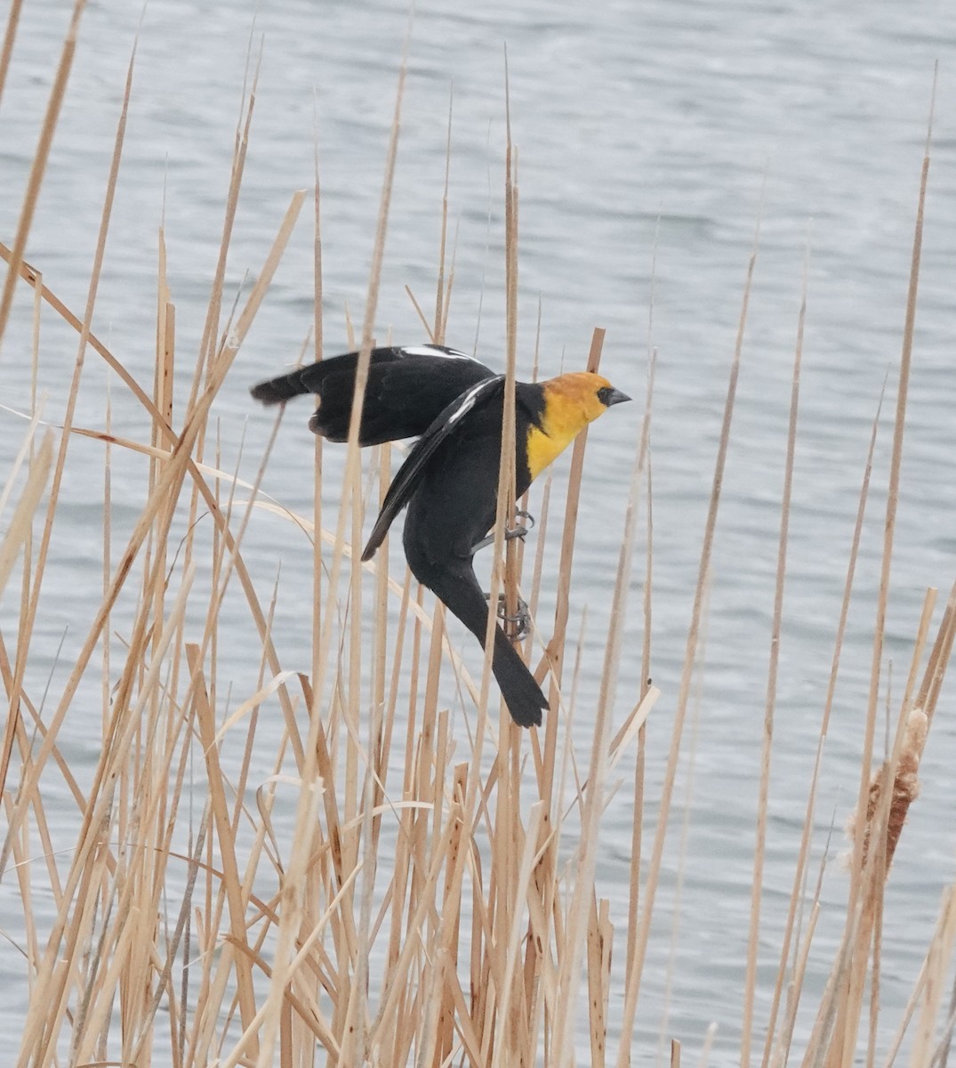 Yellow-headed Blackbird - ML617625139