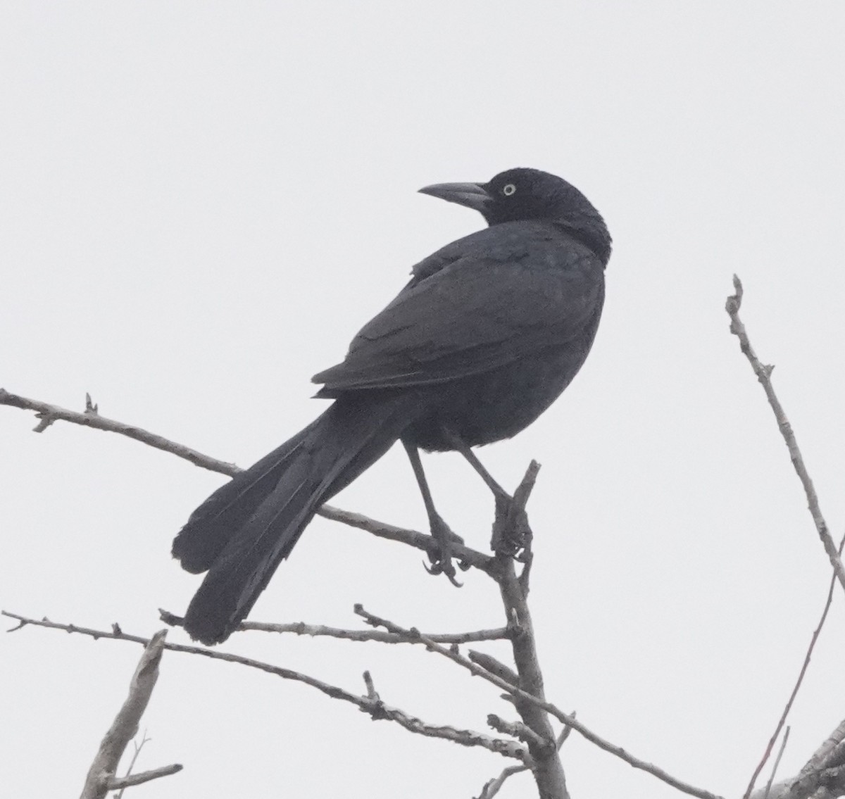 Great-tailed Grackle - ML617625154