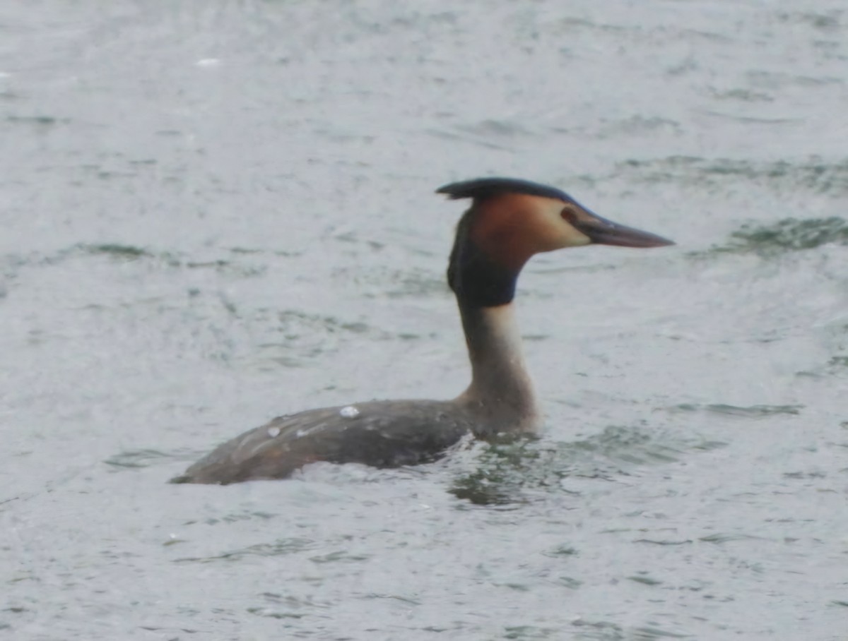Great Crested Grebe - ML617625226