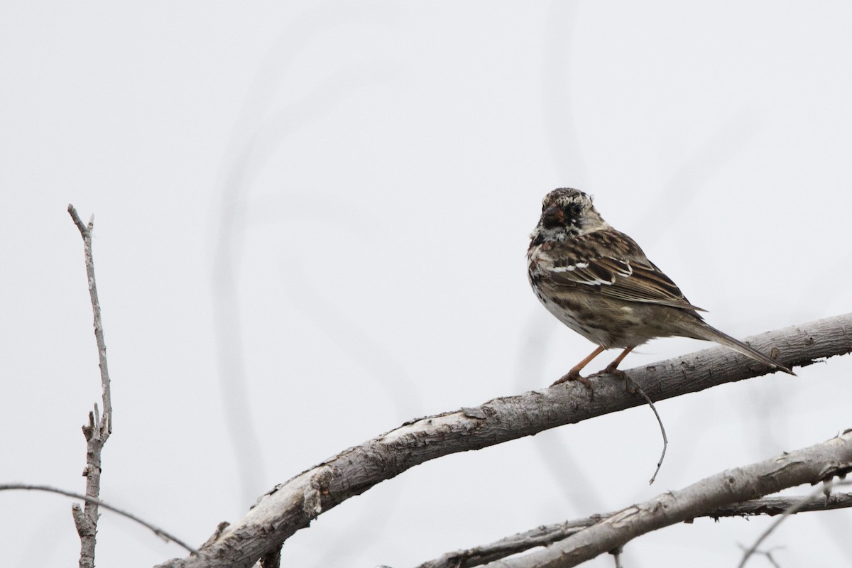 Harris's Sparrow - Steve Bielamowicz