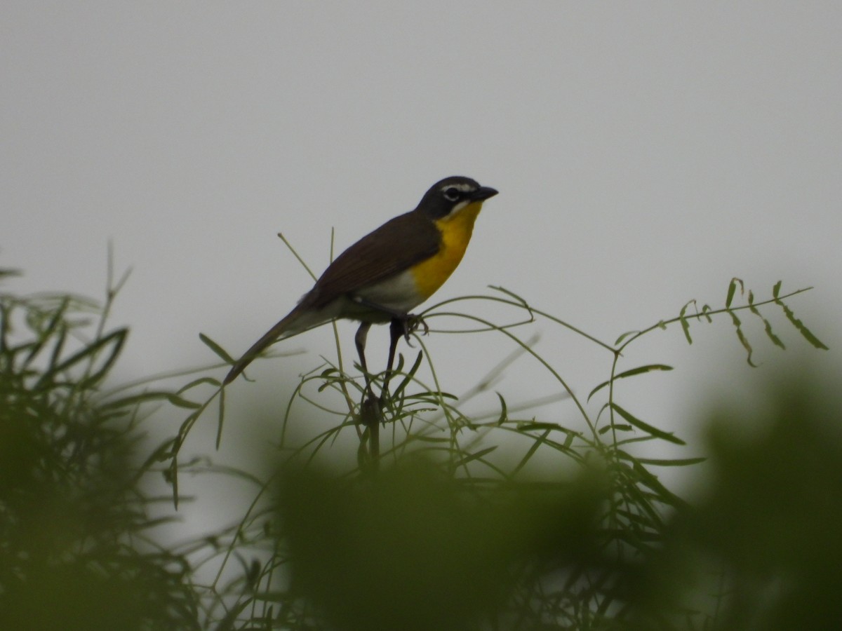 Yellow-breasted Chat - ML617625376