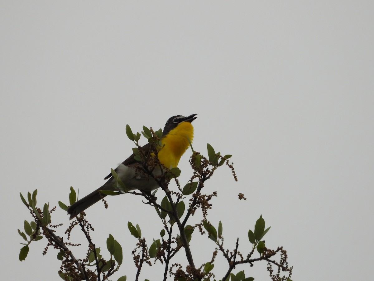 Yellow-breasted Chat - ML617625383