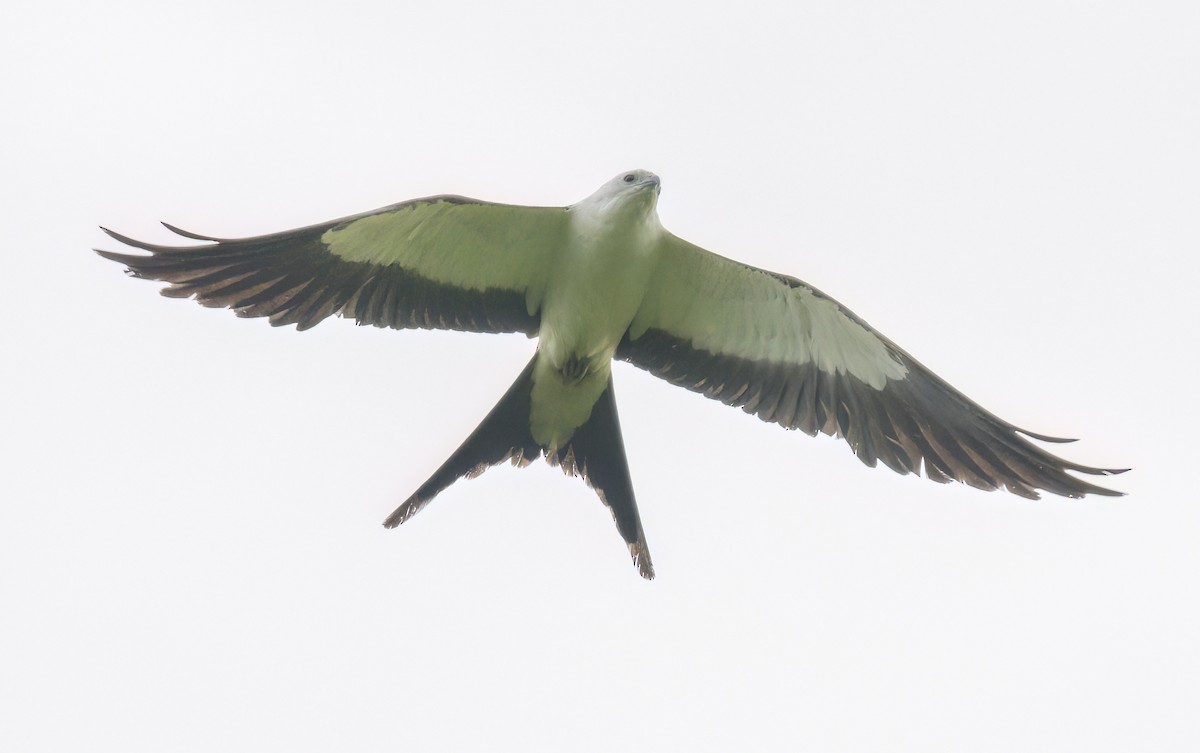Swallow-tailed Kite - ML617625389