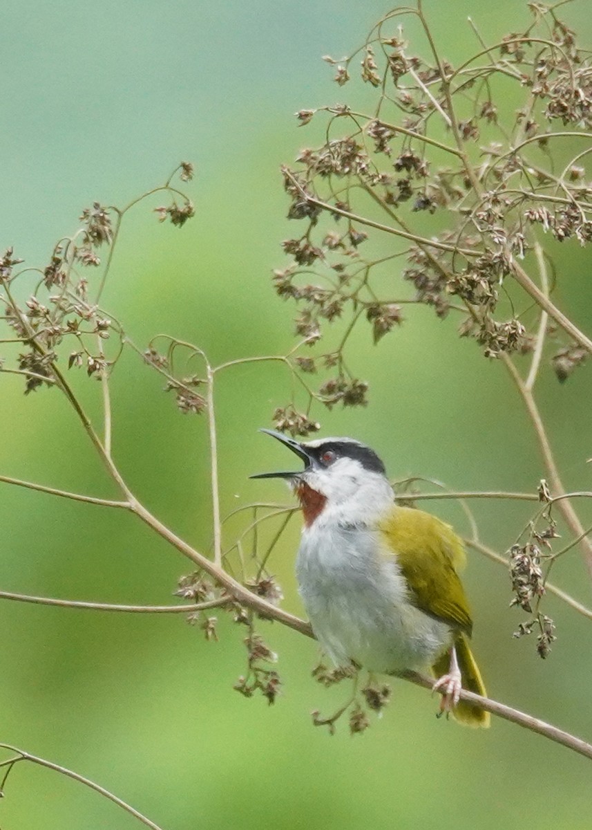 Gray-capped Warbler - ML617625396