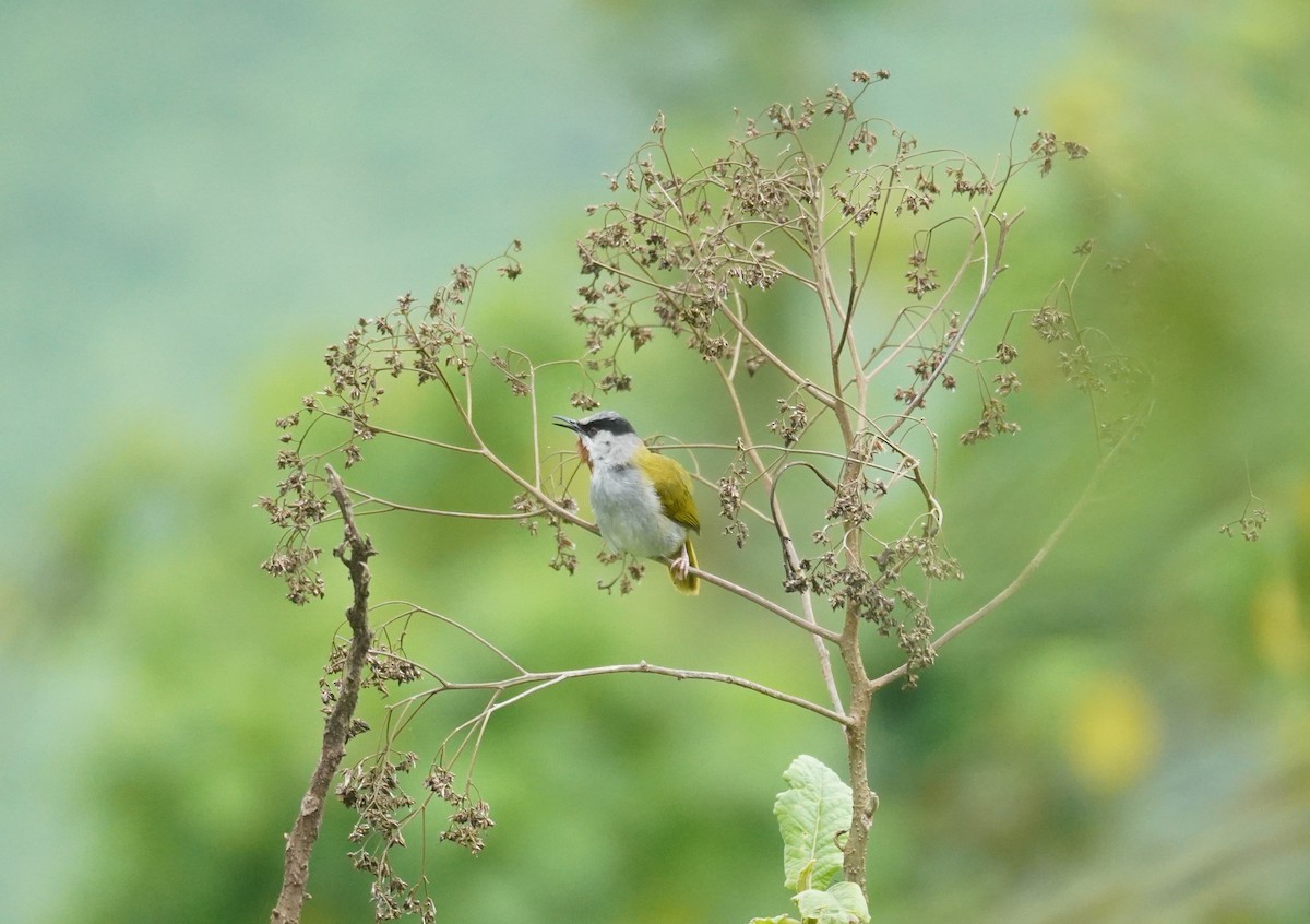 Gray-capped Warbler - ML617625397
