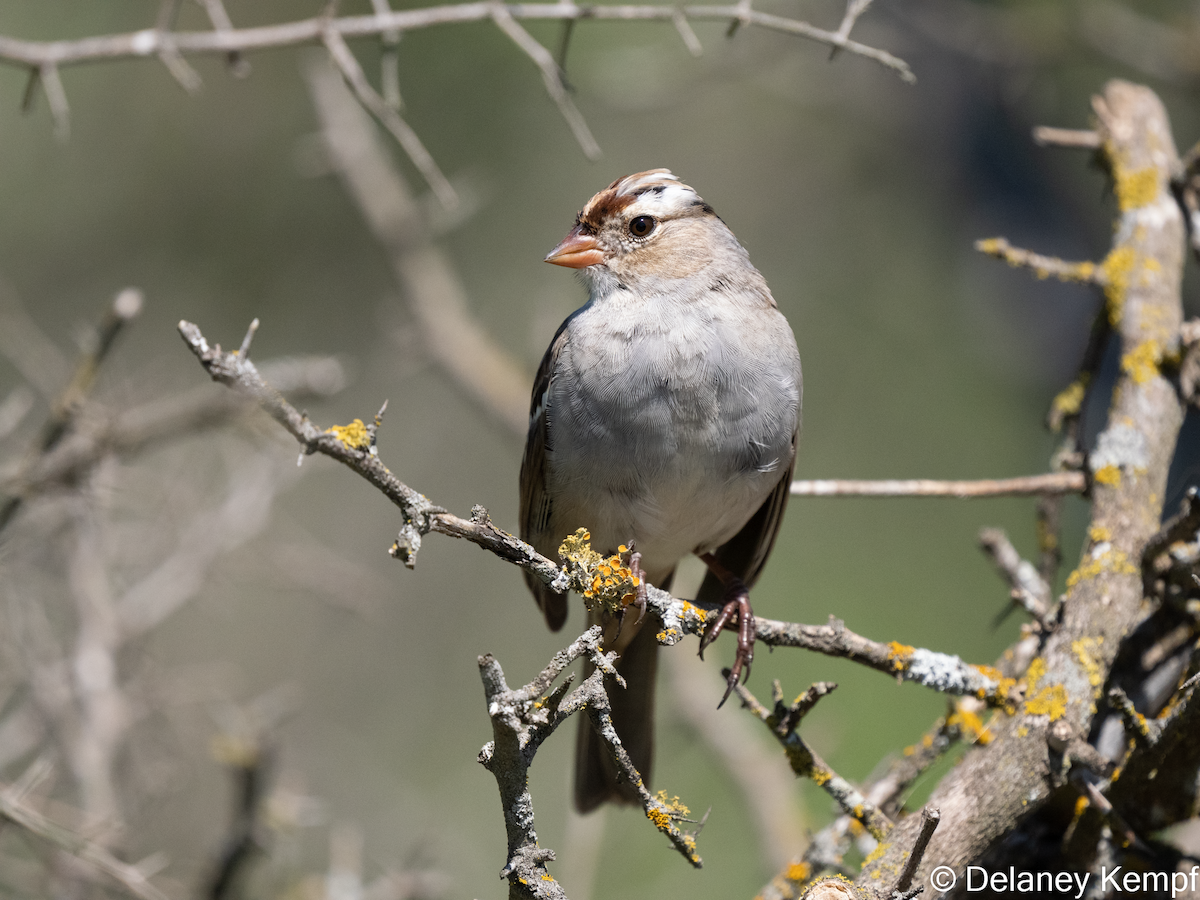 White-crowned Sparrow - ML617625454