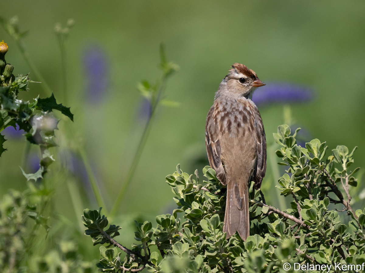 White-crowned Sparrow - ML617625456