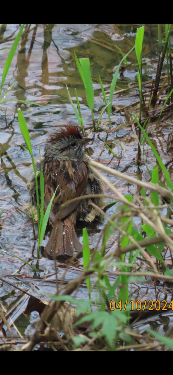 Swamp Sparrow - ML617625458