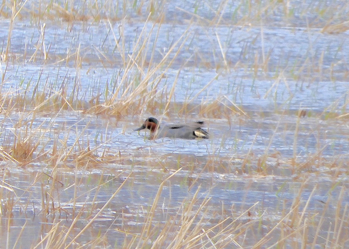 Green-winged Teal - ML617625477