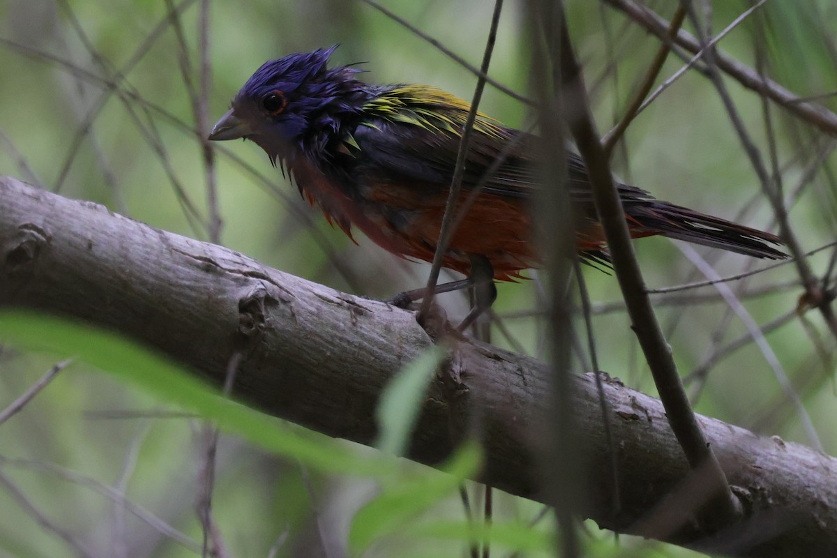 Painted Bunting - ML617625519
