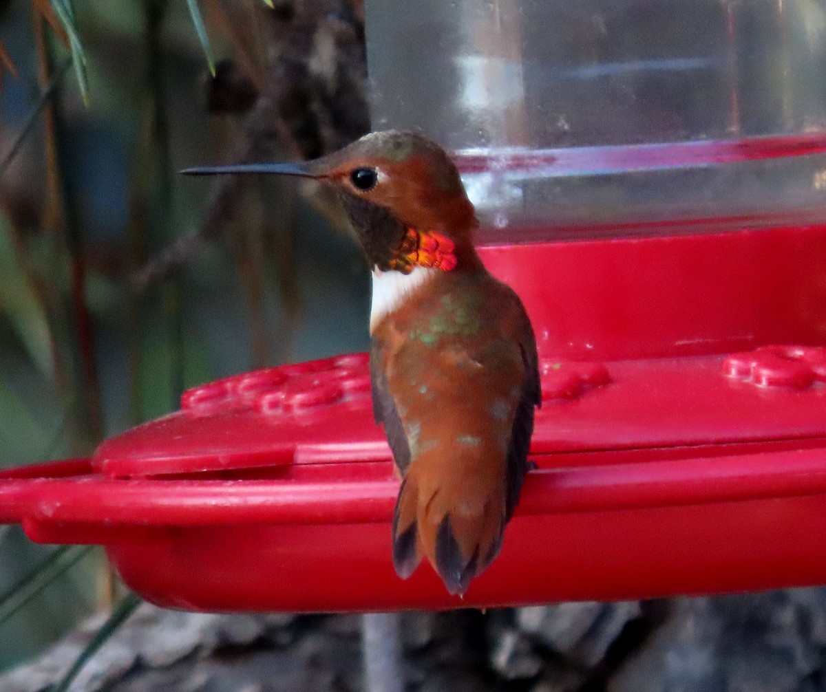 Rufous/Allen's Hummingbird - ML617625536