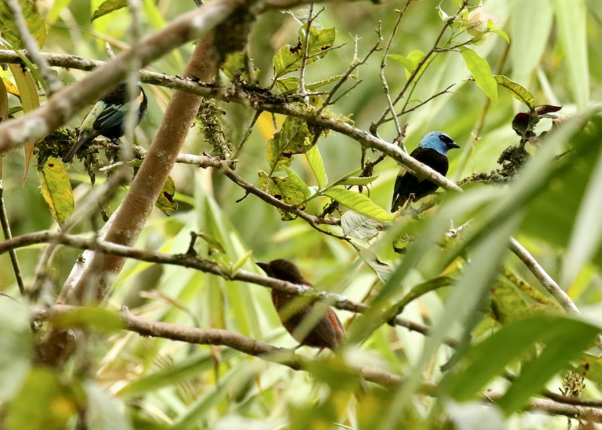 Blue-necked Tanager - ML617625544